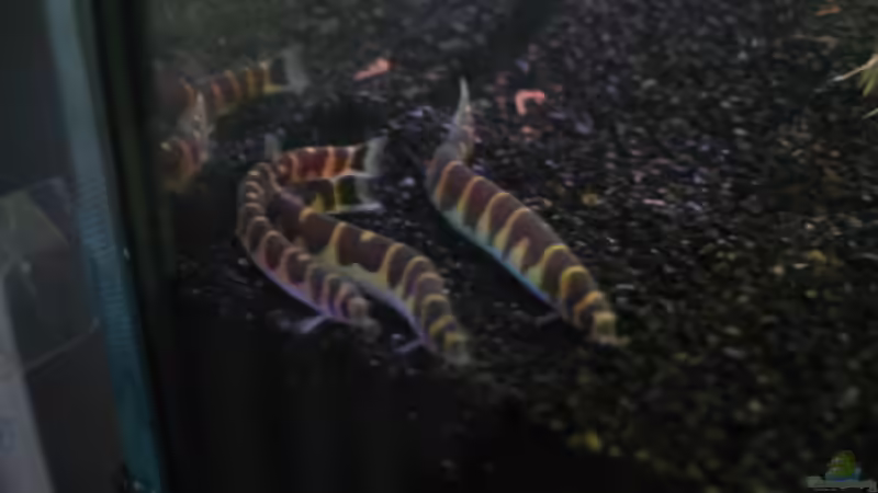 Besatz im Aquarium Becken 2182 von Daniela Echter (7)