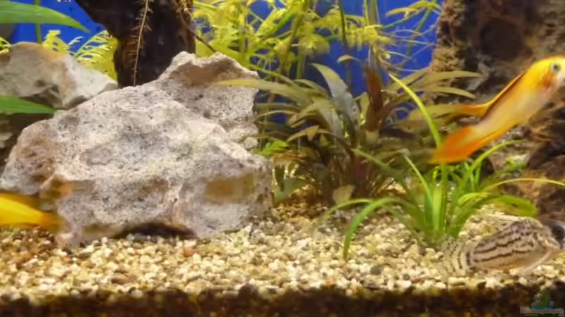 Besatz im Aquarium Becken 21841 von TheHippo (11)