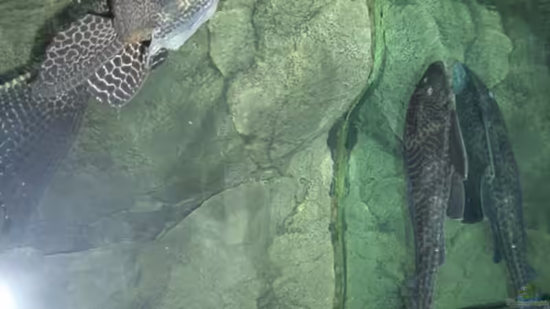 Besatz im Aquarium Becken 2186 von Marcin Sowinski (11)