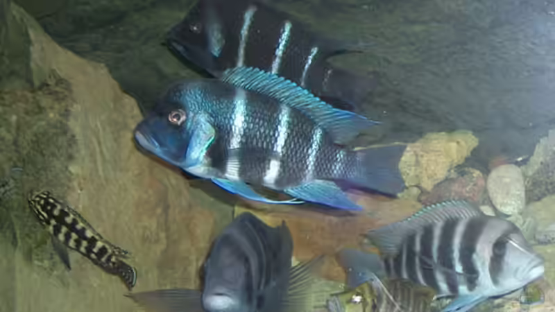 Besatz im Aquarium Becken 2186 von Marcin Sowinski (5)