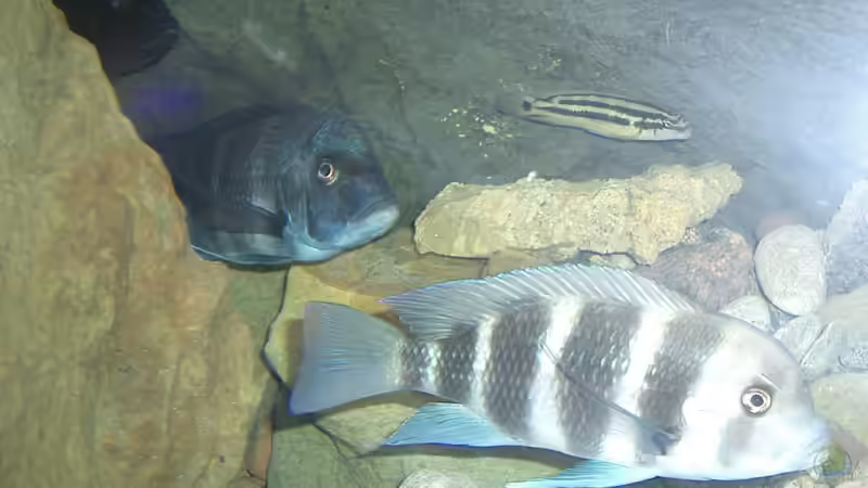 Besatz im Aquarium Becken 2186 von Marcin Sowinski (6)