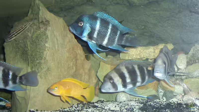 Besatz im Aquarium Becken 2186 von Marcin Sowinski (7)