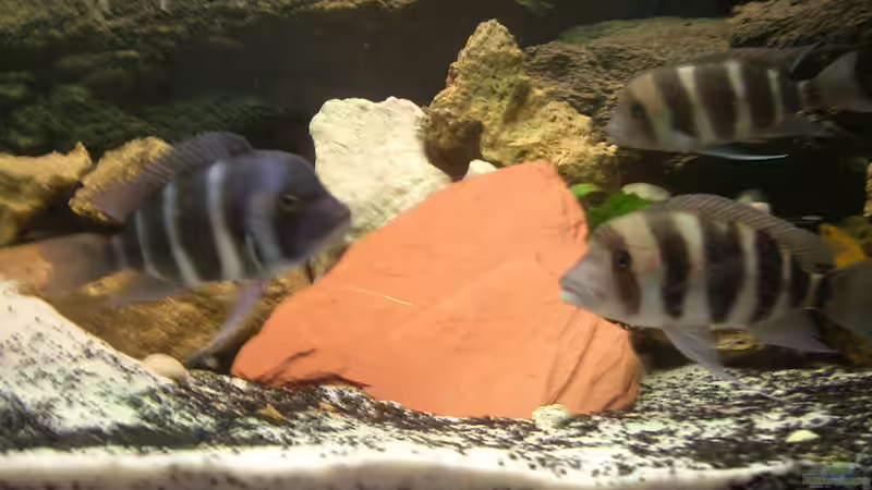 Besatz im Aquarium Becken 2186 von Marcin Sowinski (8)