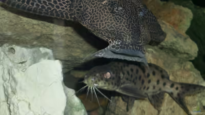 Besatz im Aquarium Becken 2186 von Marcin Sowinski (9)