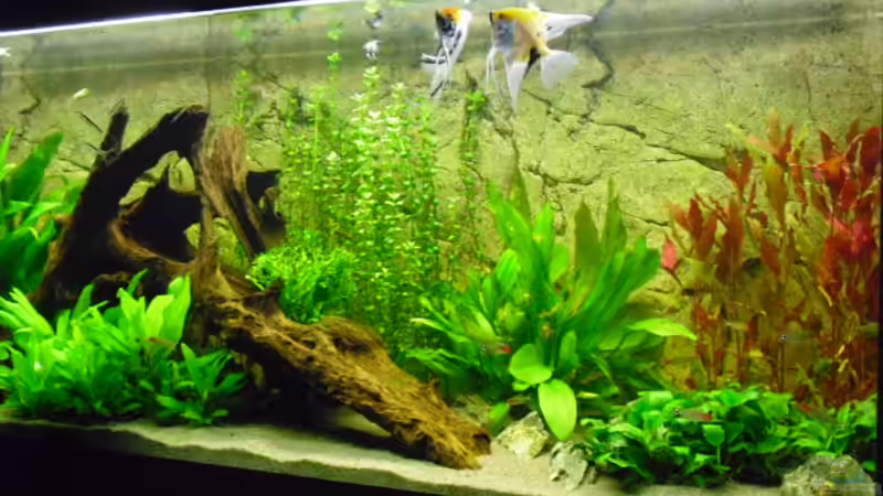 Besatz im Aquarium Becken 21936 von Andy 86 (17)