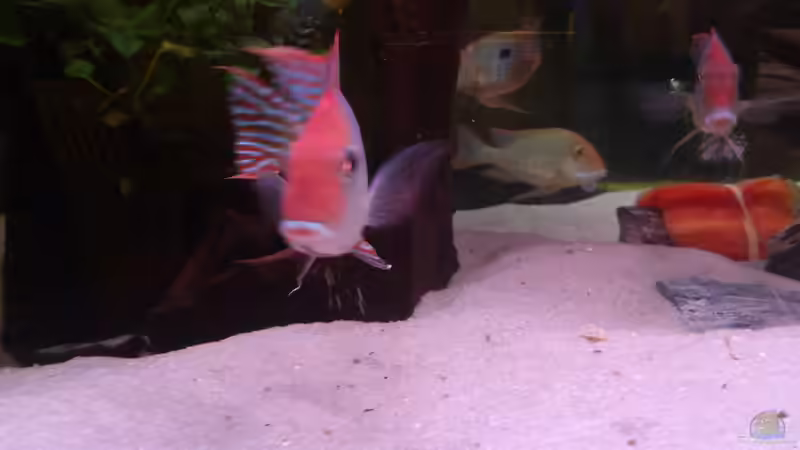 Besatz im Aquarium Becken 21944 von Markus Pirklbauer (11)