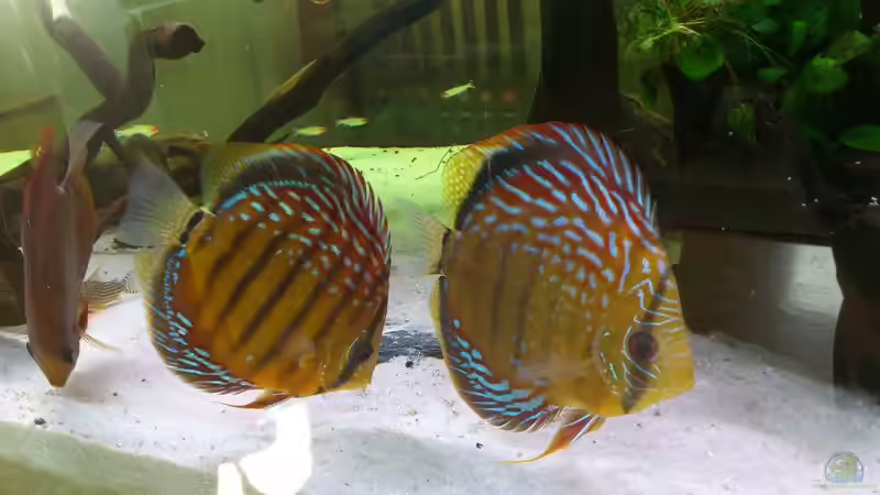 Besatz im Aquarium Becken 21944 von Markus Pirklbauer (4)