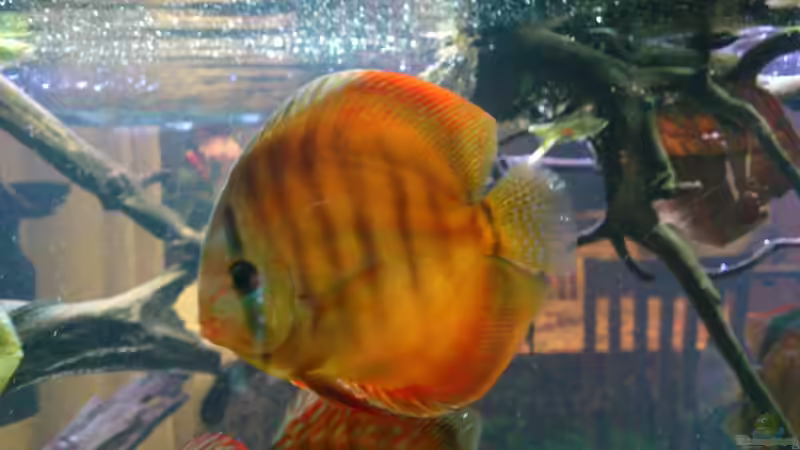 Besatz im Aquarium Becken 21944 von Markus Pirklbauer (6)