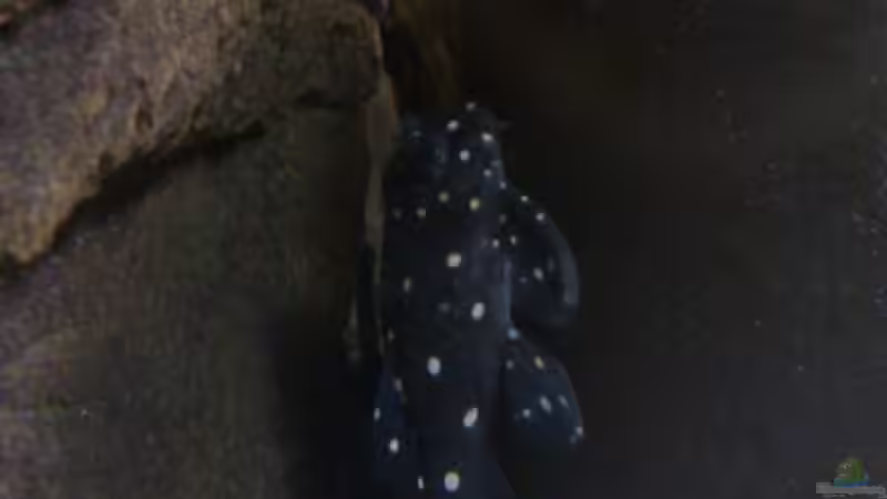 Besatz im Aquarium Becken 21944 von Markus Pirklbauer (8)