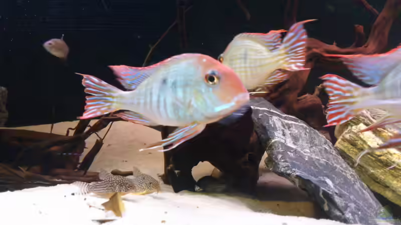 Besatz im Aquarium Becken 21944 von Markus Pirklbauer (9)