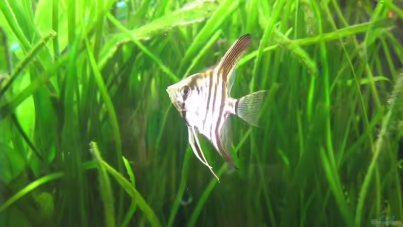 Besatz im Aquarium Becken 21964 von Mieze2010 (16)