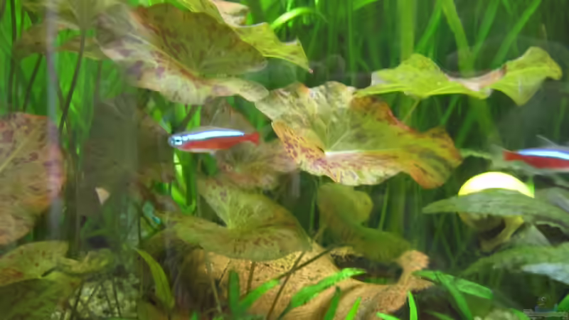 Besatz im Aquarium Becken 21964 von Mieze2010 (17)