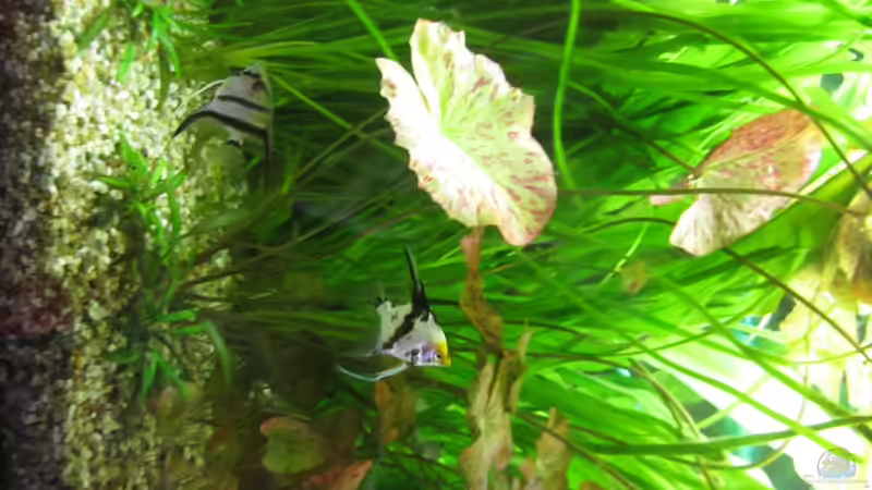 Besatz im Aquarium Becken 21964 von Mieze2010 (18)