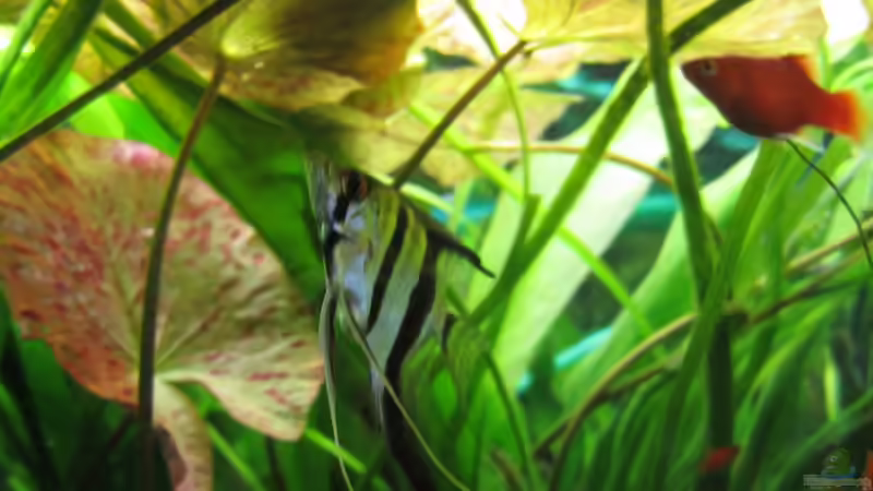 Besatz im Aquarium Becken 21964 von Mieze2010 (19)