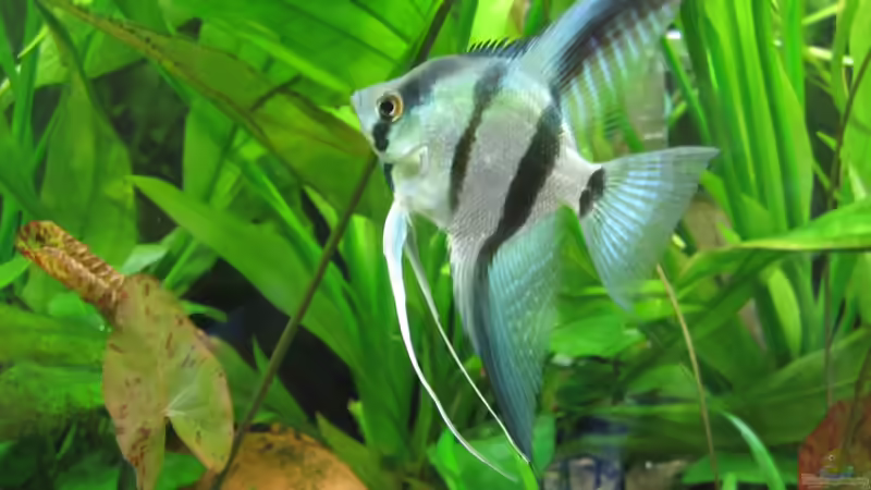 Besatz im Aquarium Becken 21964 von Mieze2010 (21)