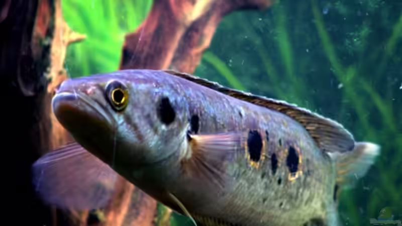 Besatz im Aquarium Becken 2198 von Channa667 (2)