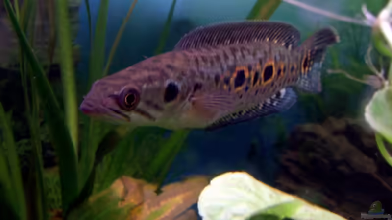 Besatz im Aquarium Becken 2198 von Channa667 (3)