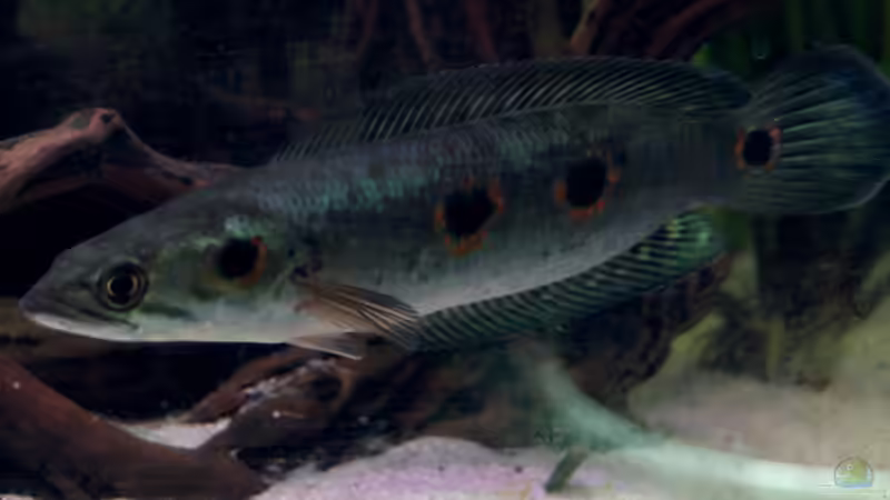 Besatz im Aquarium Becken 2198 von Channa667 (4)