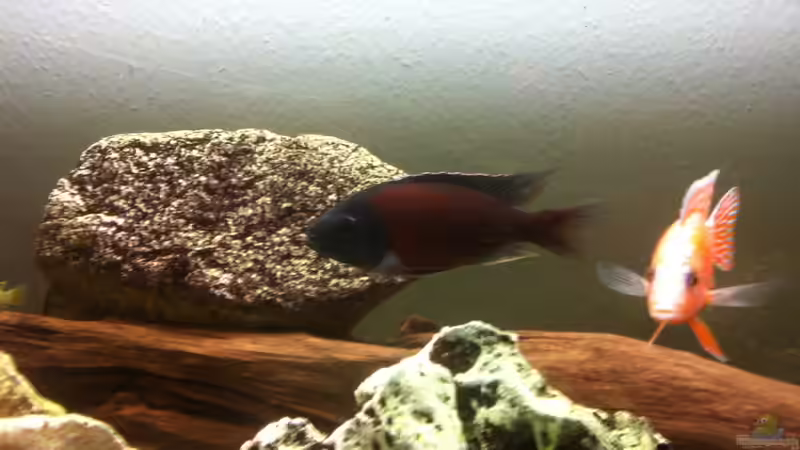 Besatz im Aquarium Becken 21999 von Wörner32 (10)