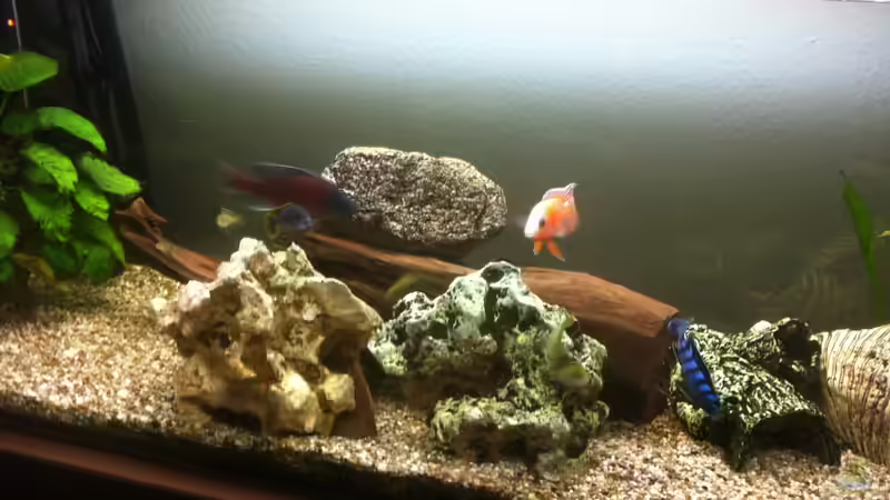 Besatz im Aquarium Becken 21999 von Wörner32 (11)