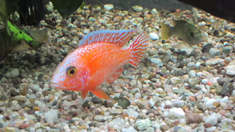 Besatz im Aquarium Becken 21999 von Wörner32 (6)