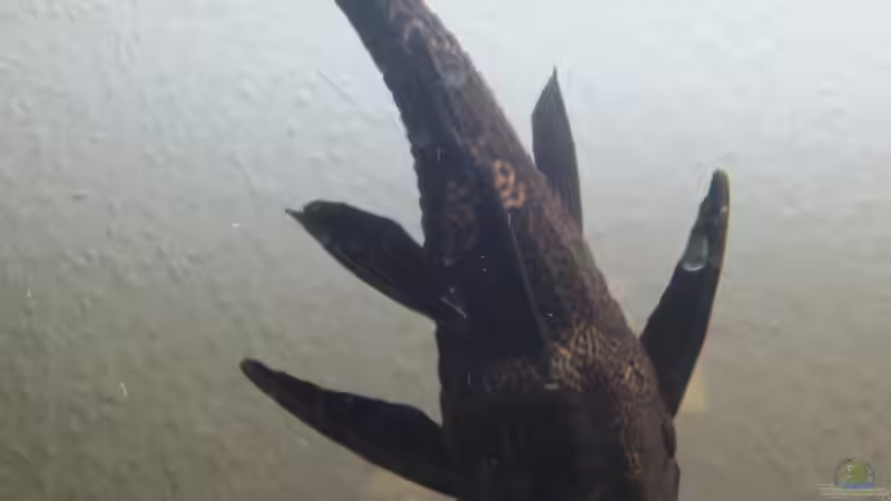 Besatz im Aquarium Becken 21999 von Wörner32 (7)