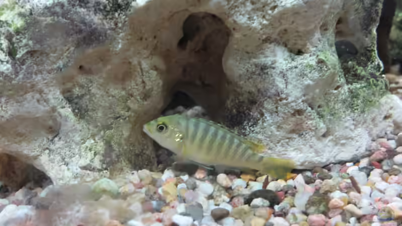 Besatz im Aquarium Becken 21999 von Wörner32 (8)