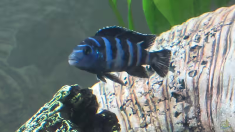 Besatz im Aquarium Becken 21999 von Wörner32 (9)