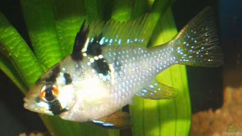 Besatz im Aquarium Becken 22 von Mareike Marten (12)