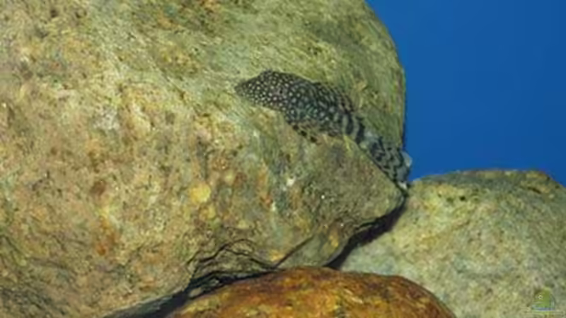 Besatz im Aquarium Becken 22 von Mareike Marten (13)