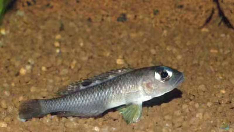 Besatz im Aquarium Becken 22 von Mareike Marten (4)