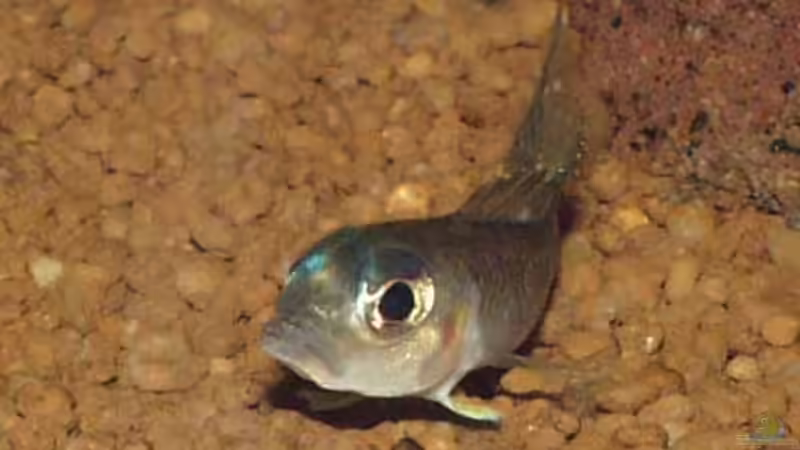 Besatz im Aquarium Becken 22 von Mareike Marten (5)