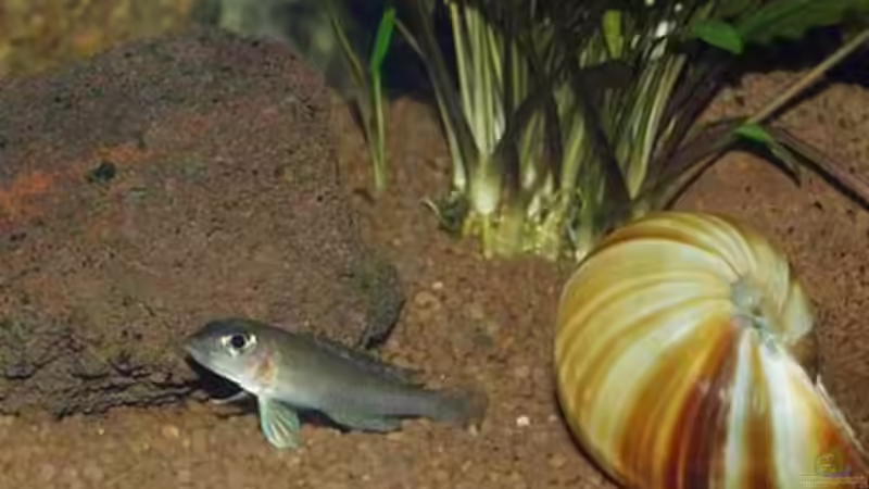 Besatz im Aquarium Becken 22 von Mareike Marten (6)