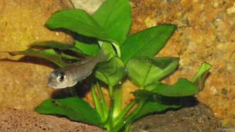 Besatz im Aquarium Becken 22 von Mareike Marten (7)