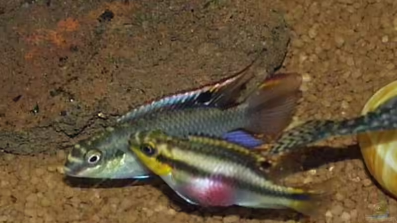 Besatz im Aquarium Becken 22 von Mareike Marten (8)