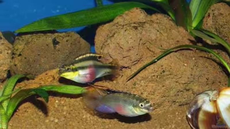 Besatz im Aquarium Becken 22 von Mareike Marten (9)