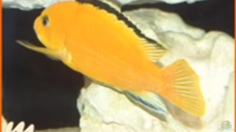 Besatz im Aquarium Becken 2203 von Ronny Kretschner (15)