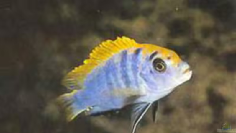 Besatz im Aquarium Becken 2203 von Ronny Kretschner (16)