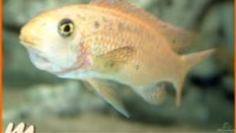 Besatz im Aquarium Becken 2203 von Ronny Kretschner (18)