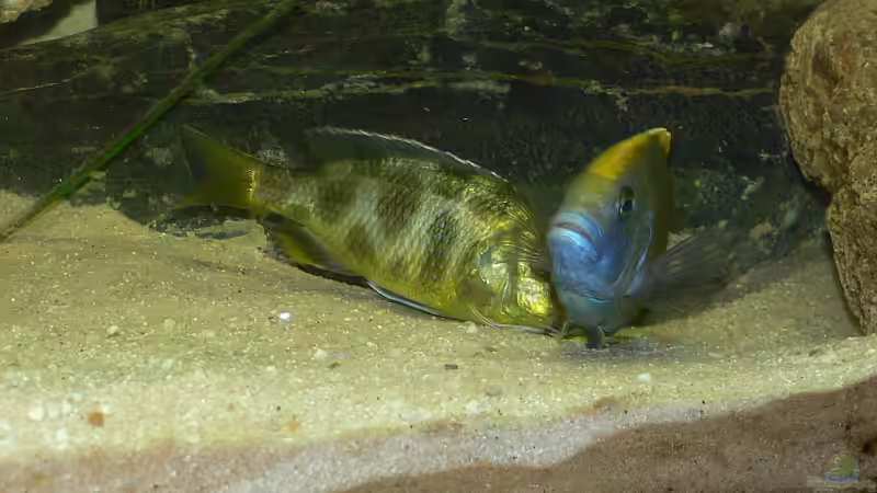 Besatz im Aquarium Becken 2211 von Christian Klar (45)
