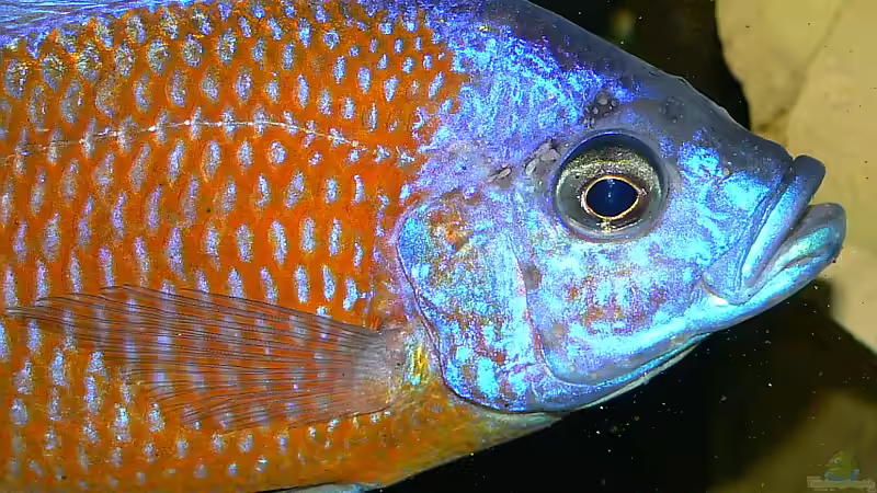 Besatz im Aquarium Becken 2211 von Christian Klar (46)