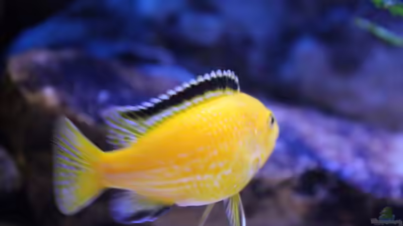 Besatz im Aquarium Becken 22123 von chanty (15)