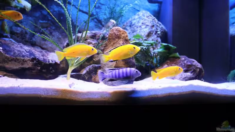 Besatz im Aquarium Becken 22123 von chanty (16)