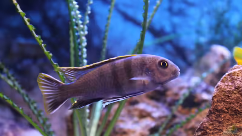 Besatz im Aquarium Becken 22123 von chanty (17)