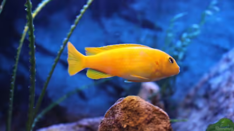 Besatz im Aquarium Becken 22123 von chanty (18)