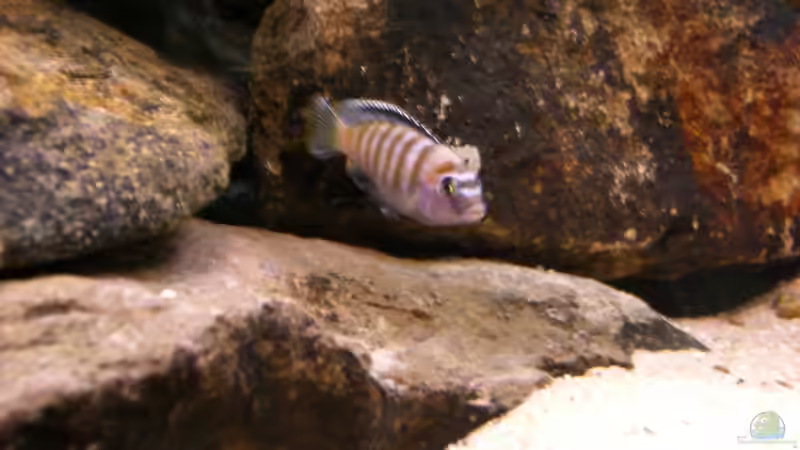 Besatz im Aquarium Becken 22123 von chanty (24)