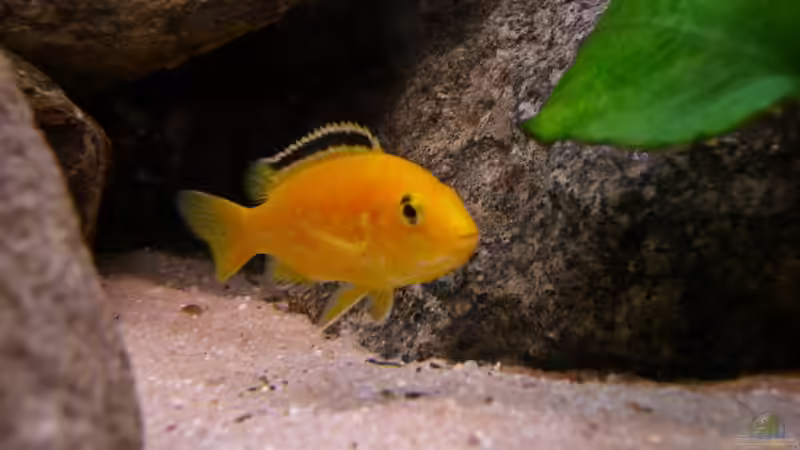 Besatz im Aquarium Becken 22123 von chanty (25)