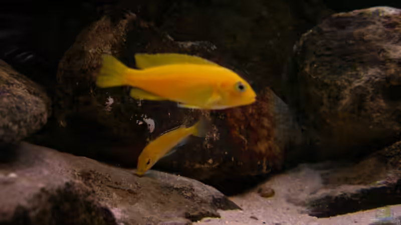 Besatz im Aquarium Becken 22123 von chanty (26)