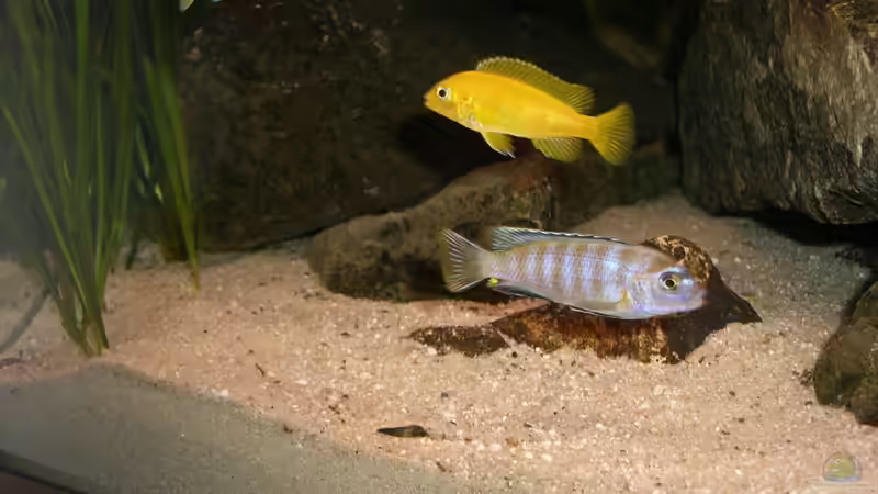 Besatz im Aquarium Becken 22123 von chanty (28)