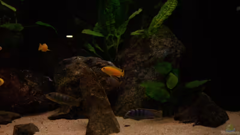 Besatz im Aquarium Becken 22123 von chanty (29)